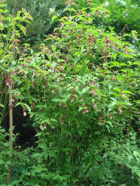 Leycesteria formosa